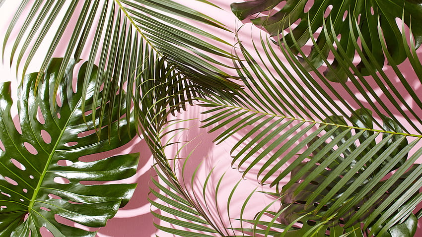 Hojas tropicales de West Elm (4800×2700). 8.Arte, planta fresca fondo de pantalla