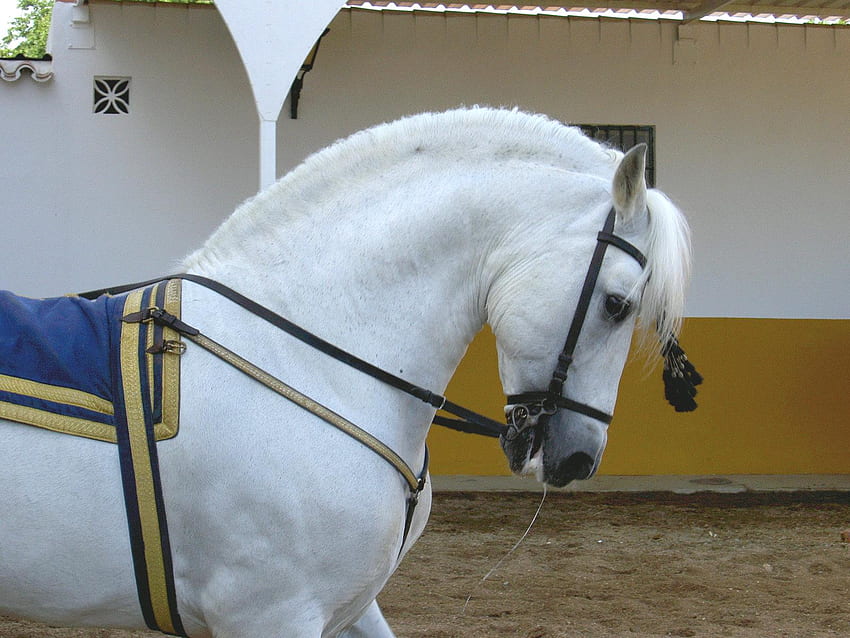 Splendidamente imbrigliato 1, spagnolo, andaluso, cavalli, bianco Sfondo HD