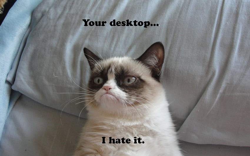 Grumpy Cat Meme humor funny cats HD wallpaper