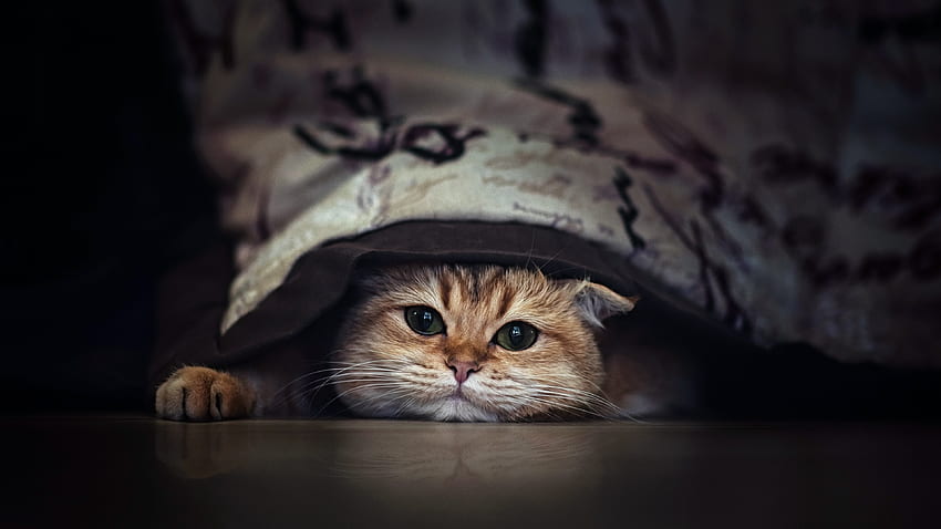 Cute, feline, cat HD wallpaper