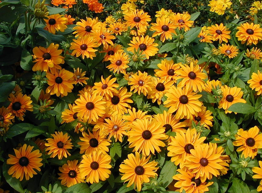 Blumen, Grüns, Blumenbeet, Blumenbeet, Hell, Rudbeckia, Rudbekia HD-Hintergrundbild