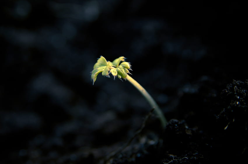 Pflanze, Dunkel, Glanz, Licht, Sprießen HD-Hintergrundbild