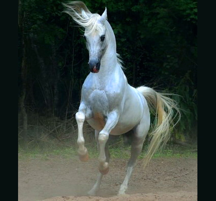Kecantikan tampan, kuda, latar belakang hitam, berlari kencang, kuda jantan Wallpaper HD