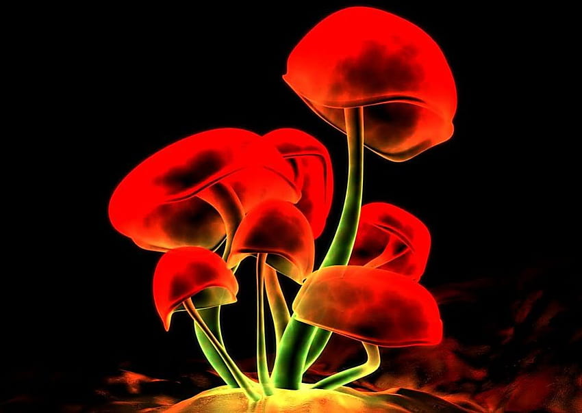 UrlaubPilze. jpg, Farben, Neon, Pilze, funky HD-Hintergrundbild
