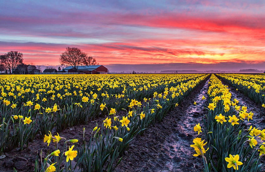 Field of daffodils at sunset, spring, amazing, sunset, daffodils, sundown, house, meadow, beautiful, tree, pretty, field, clouds, nature, sky, flowers, cottage, lovely HD wallpaper