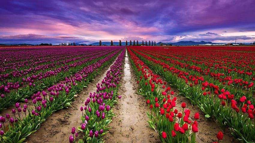 Purple And Red Tulip Flowers Plants Field Under Purple Clouds Sky Flowers HD wallpaper
