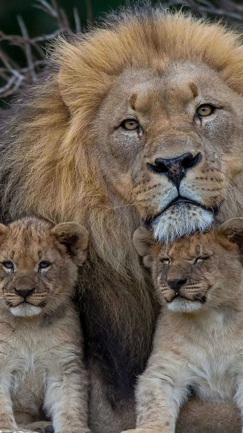 León y 2 cachorros, dos leones iPhone fondo de pantalla del teléfono