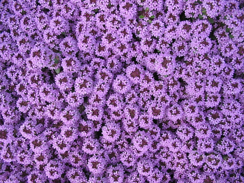 : blossom, flower, purple, bloom, spring, herb, blue, flora, background, violet, beautiful, pretty, blossomed, garden design, carpet of flowers, ... HD wallpaper