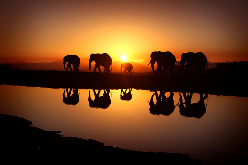 Schöner Sonnenuntergang und Elefanten Hintergrund Hochwertige und transparente PNG-Cliparts HD-Hintergrundbild