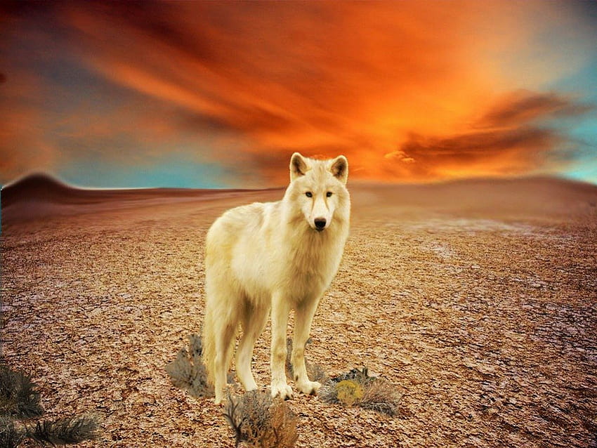 Sun goes down, white, wolf, sun, heaven HD wallpaper