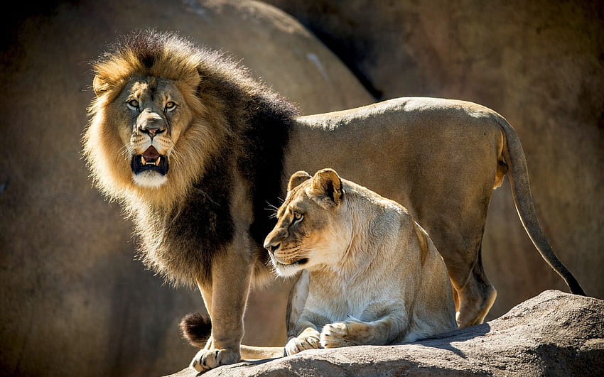 Zwierzęta, lwy Tapeta HD