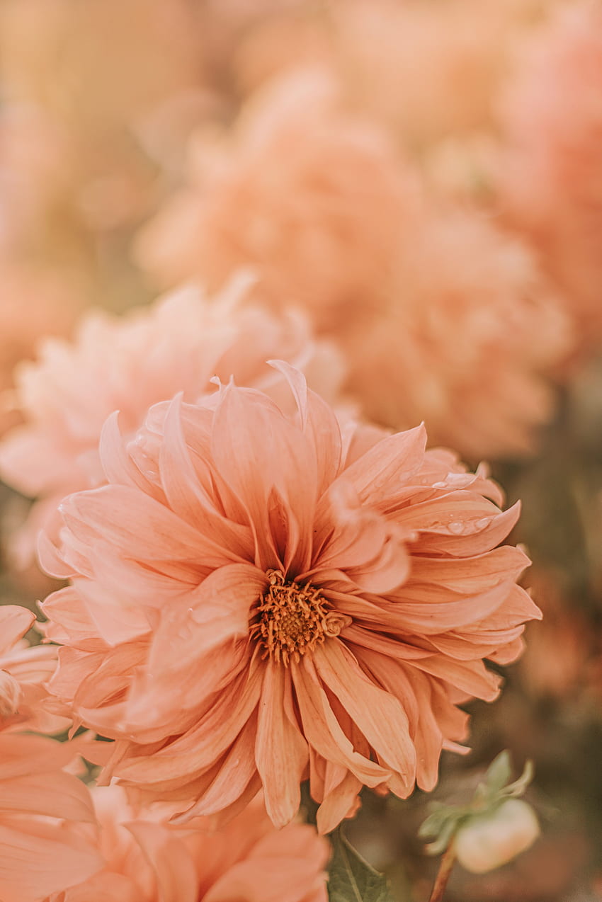 Blumen, Rosa, Chrysantheme, Blume, Nass, Tau HD-Handy-Hintergrundbild