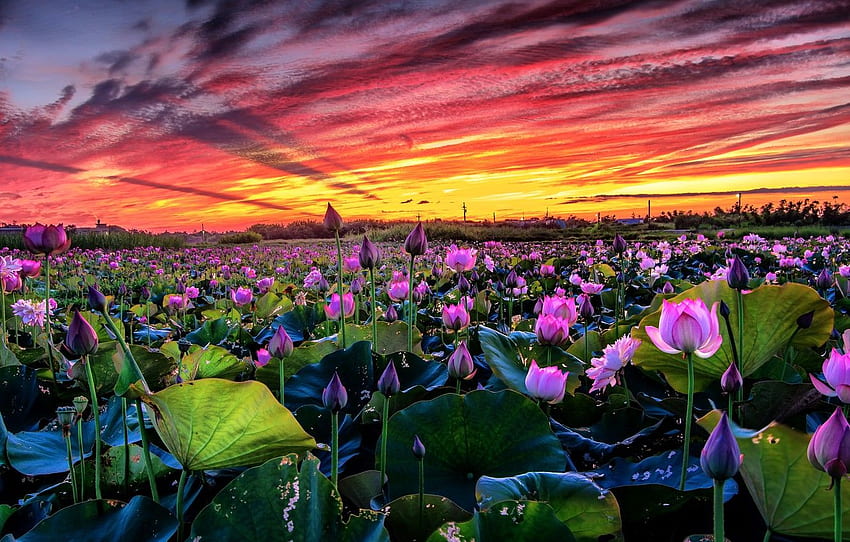 field, the sky, leaves, clouds, landscape, sunset, flowers, nature, lake, pond, paint, pink, bright, buds, Lotus, pond for , section цветы HD wallpaper