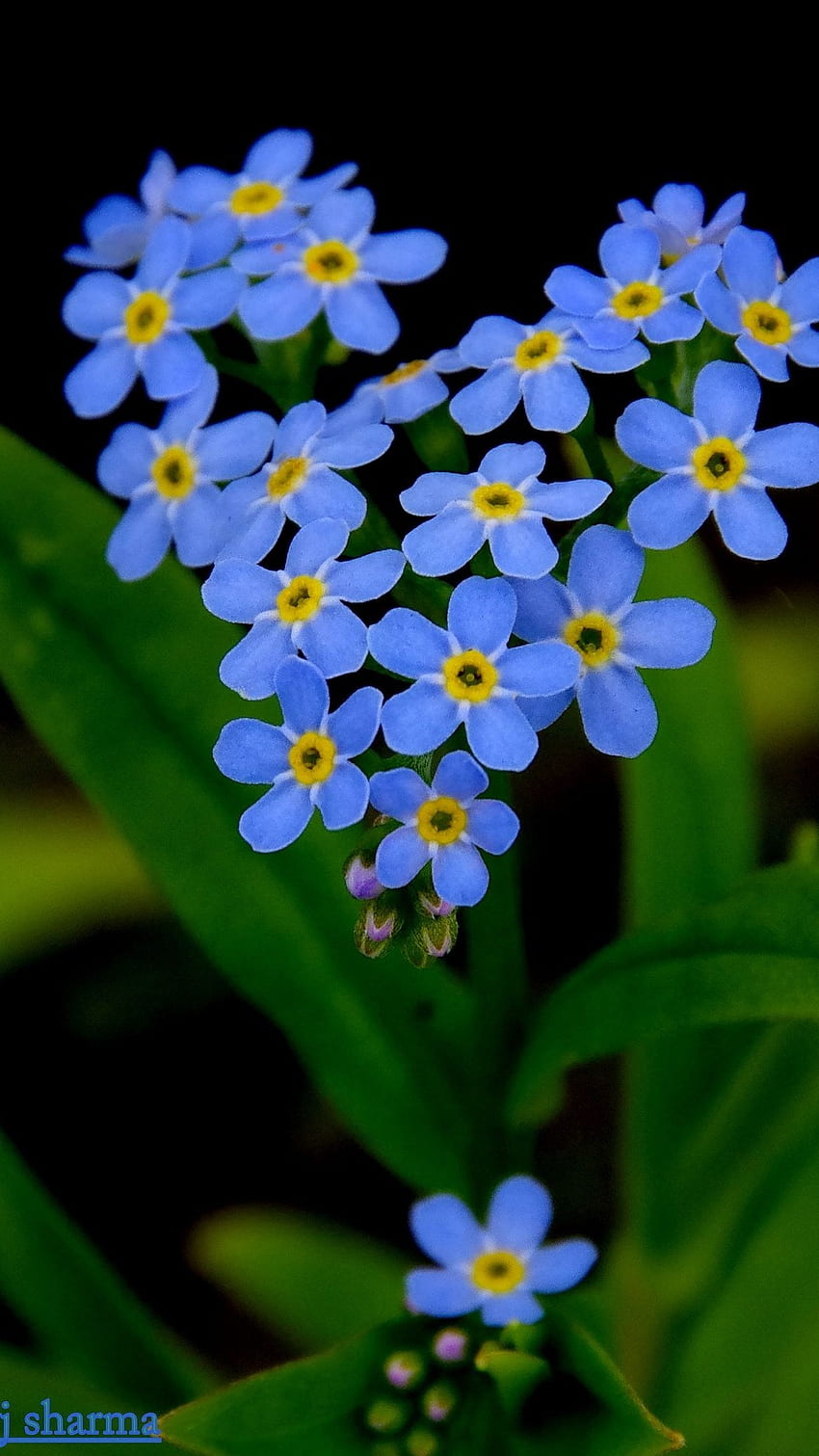 Цвете, цвете Myosotis HD тапет за телефон