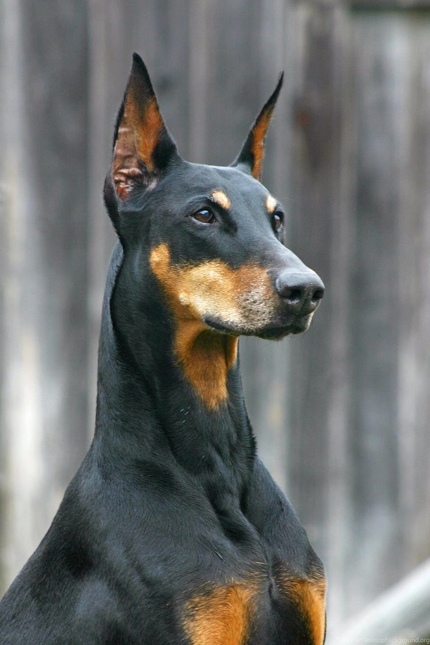 犬 ドーベルマン 犬、ドーベルマン、ピンシャー。 犬。 背景、茶色のドーベルマン HD電話の壁紙