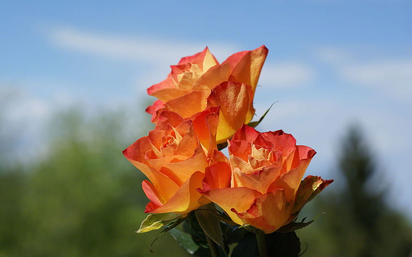 My Three Lovlies, roses, peach, petals, flowers, three, orange HD wallpaper