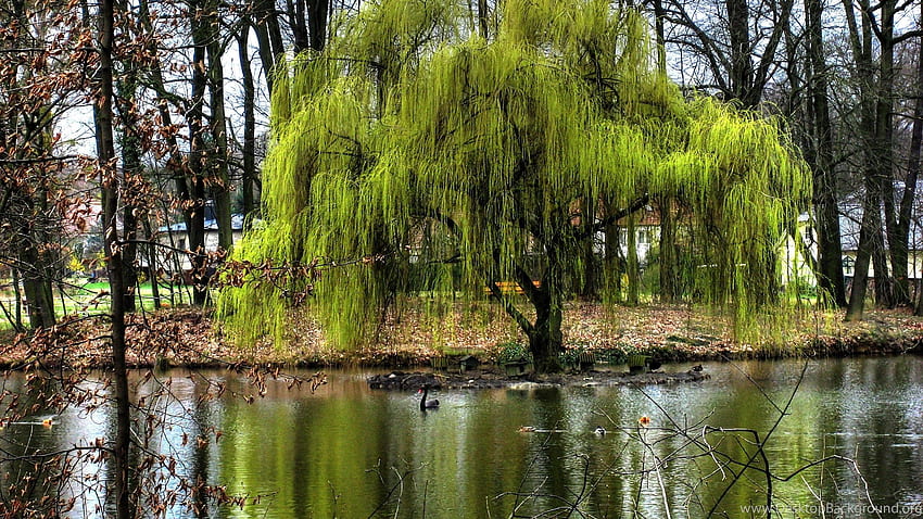 Best Nature : Weeping Willow, 781276, Nature Background HD wallpaper
