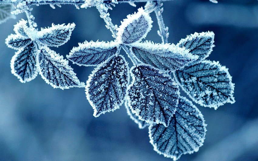 Blue frost leaves . HD wallpaper