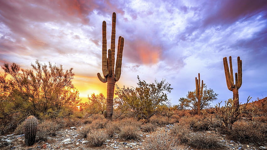 Sonoran Desert Sunset .Painted Sonoran Desert Sunset, 애리조나 사막 HD 월페이퍼