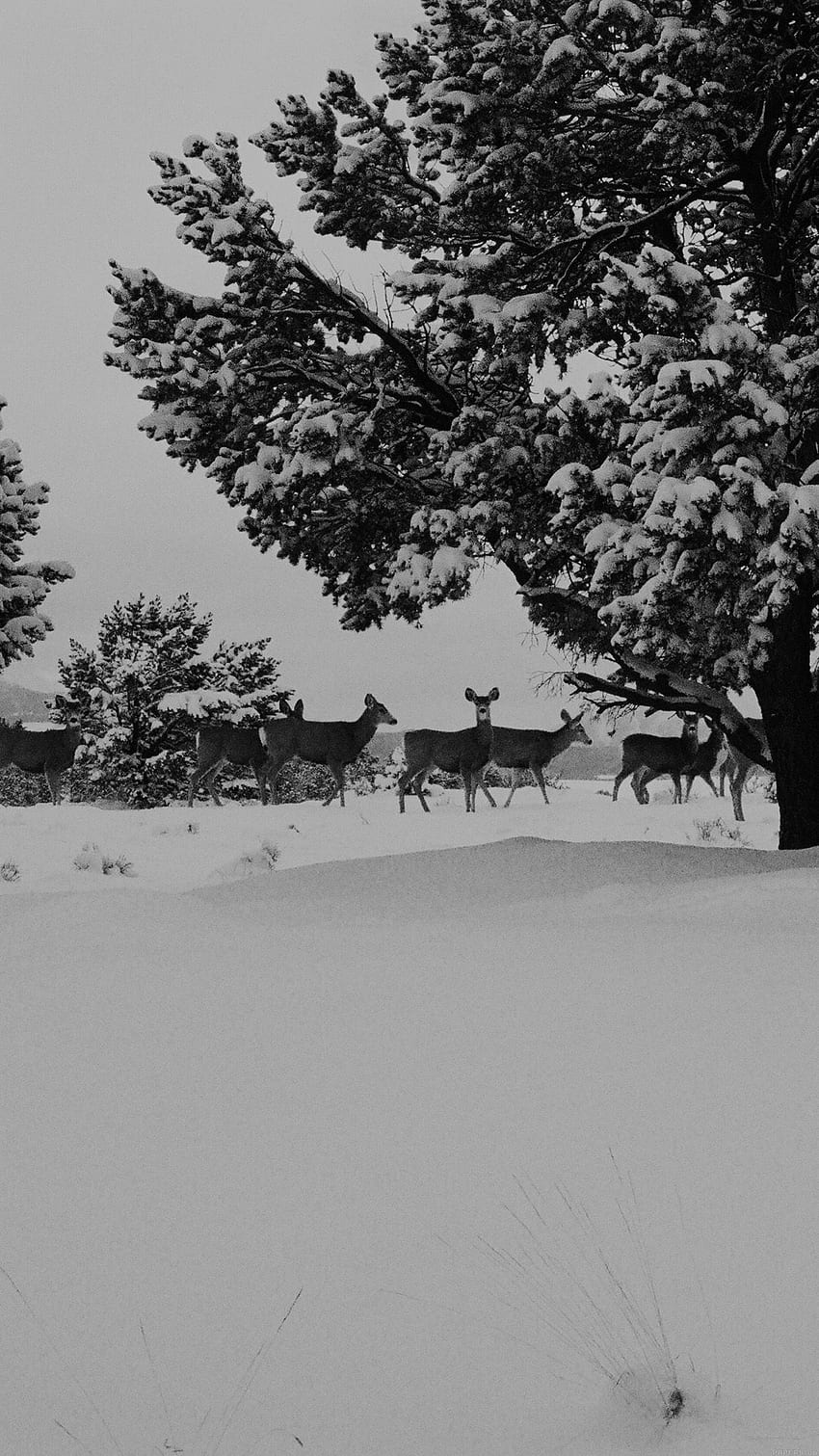 Snow Deer Winter Nature Animals, Deer Black and White HD phone wallpaper