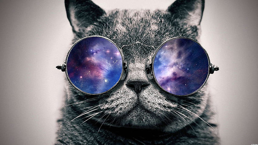Galaxy Cat, невероятна котешка галактика HD тапет