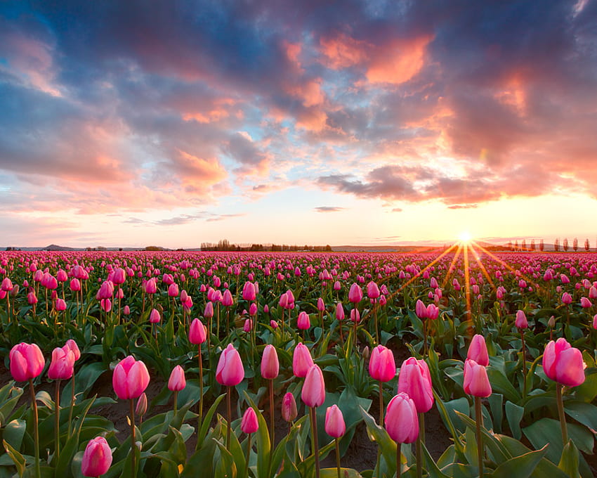 pink tulips, pink, field, sky, tulips, lovely, sunrise HD wallpaper