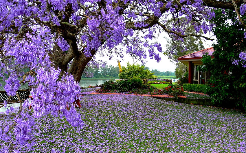 봄 집, 집, , 꽃, 봄, 나무 HD 월페이퍼