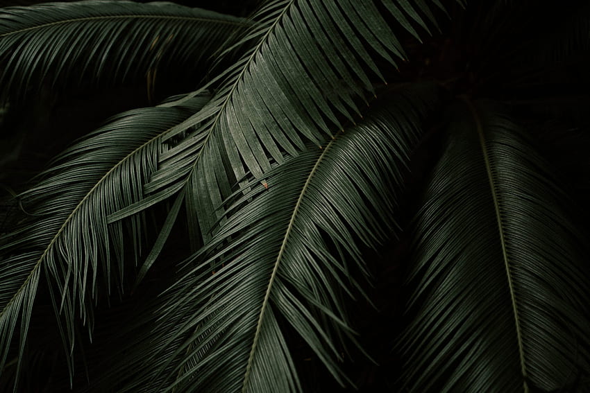 ต้นมะพร้าวสีเขียว , พืช , เฟิร์น , ใบไม้ • For You For & Mobile , Dark Leaves วอลล์เปเปอร์ HD