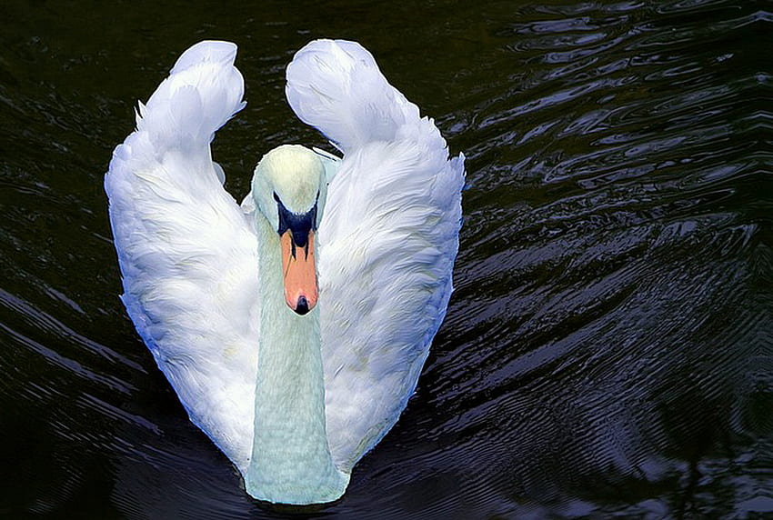 Come to me, swimming, white, swan, water, beauty HD wallpaper