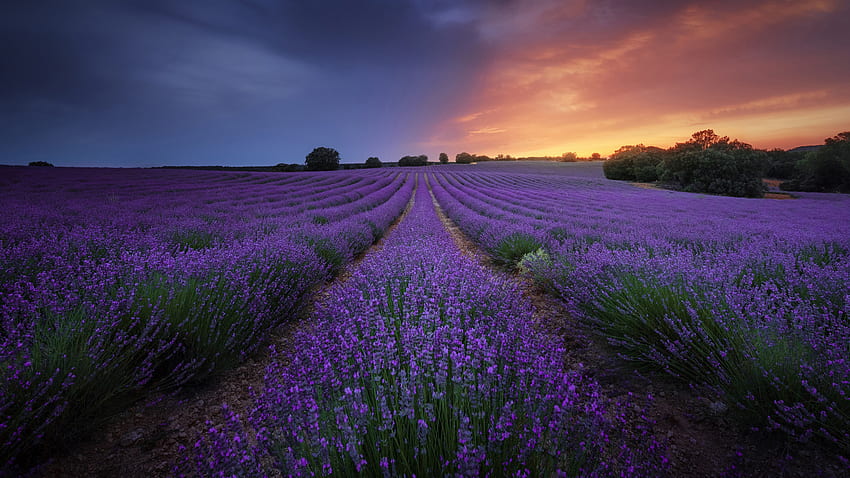 Ladang Bunga Lavender Yang Indah Semak Hijau Di Bawah Langit Biru Saat Bunga Matahari Terbenam Wallpaper HD