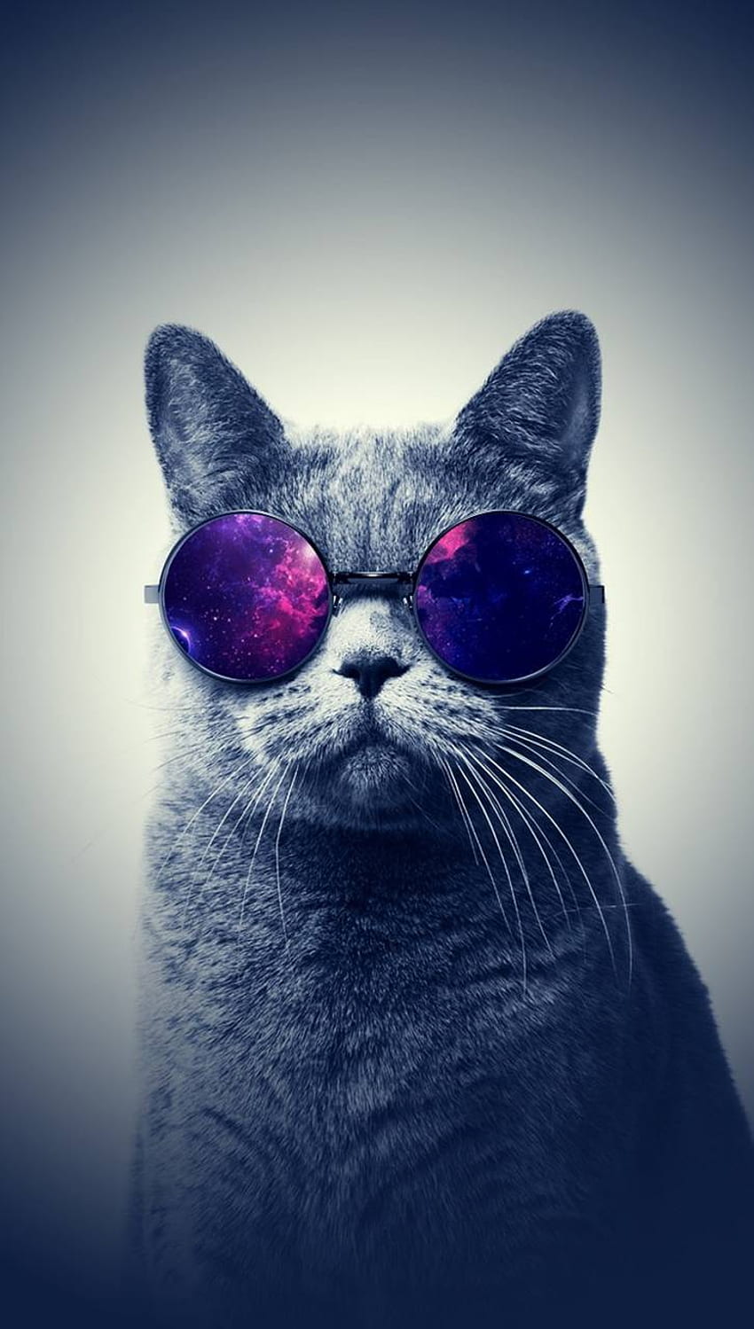 Cool Cat Glasses HD phone wallpaper | Pxfuel