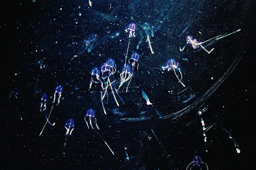 Art, Jellyfish, Shine, , , Brilliance HD wallpaper
