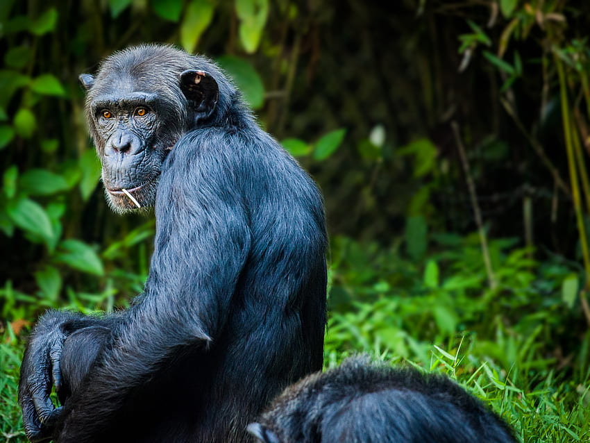 동물, 앉다, 원숭이, 양모, 침팬지 HD 월페이퍼