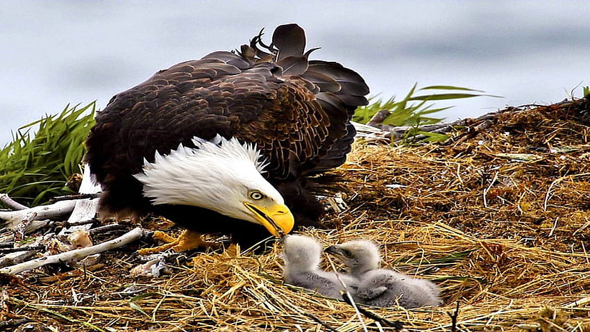 Eagle Family, pulcini, alimentazione, aquila, nido Sfondo HD