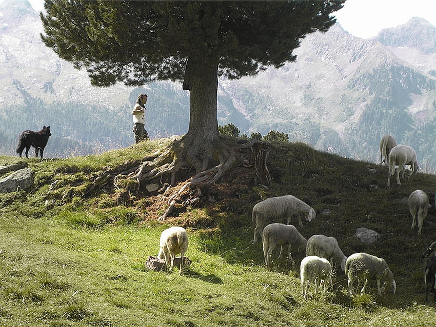красива буколична сцена., природа, дърво, овца HD тапет