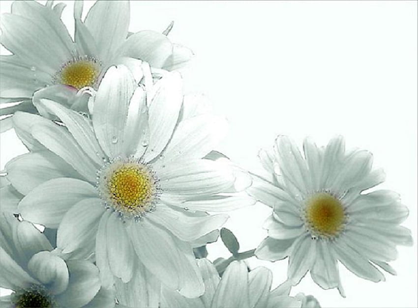 Just daisies, white, yellow, group, dew, daisies HD wallpaper