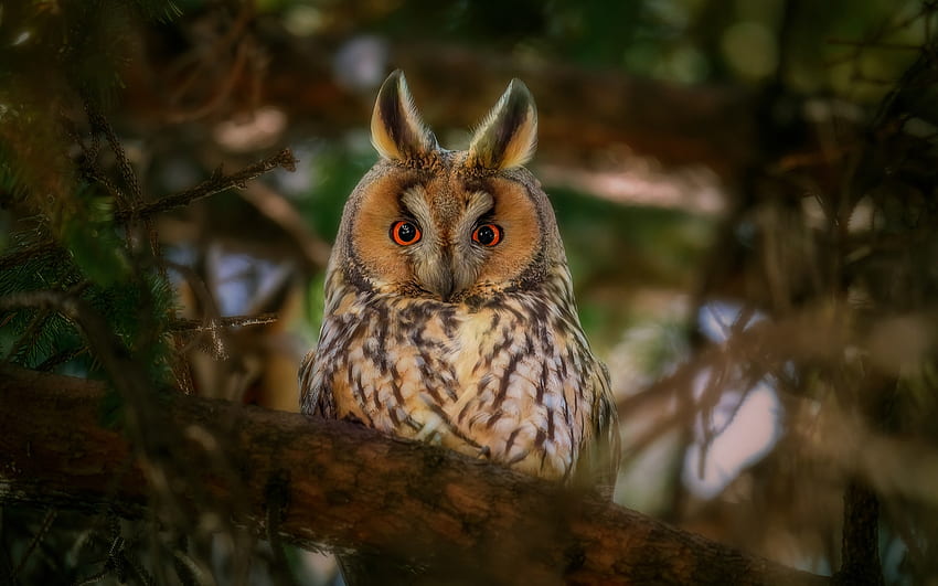 Long-eared Owl, animal, bird, owl, long-eared HD wallpaper