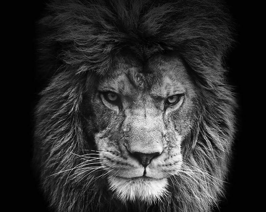 Lion for iPhone and iPad [] for your , Mobile & Tablet. Explore Mac Lion . Cool For Mac, Mac Default , Cool Lion HD wallpaper