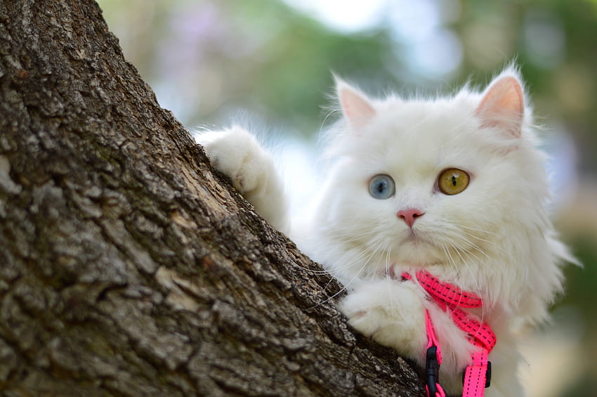 Entzückende Katze, weiße Katze, Grafik, süß, Katze, entzückend, blaues Auge HD-Hintergrundbild
