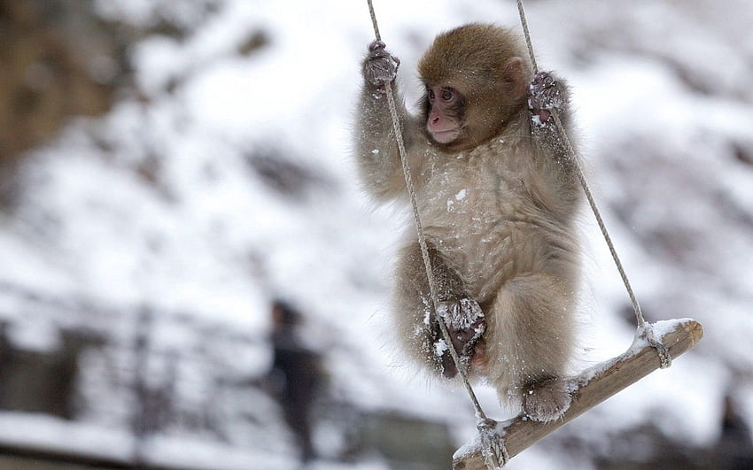 สัตว์ หิมะ ลิง ชิงช้า ตัวเล็ก ตัวเล็ก วอลล์เปเปอร์ HD