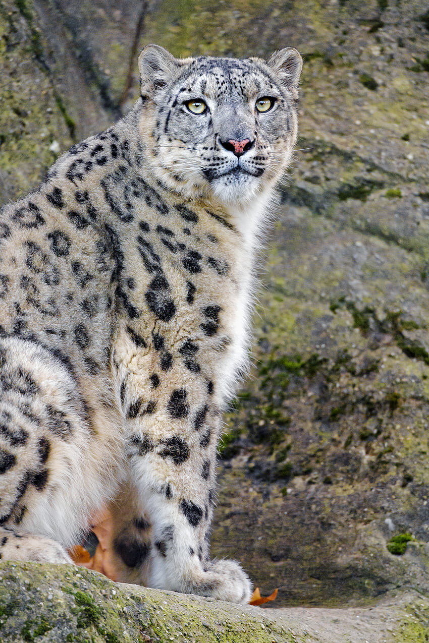 Animals, Snow Leopard, Predator, Wildlife, Animal, Irbis HD phone wallpaper