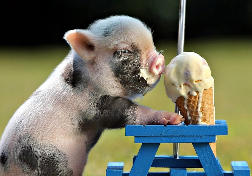 Summer joy!, blue, sweet, animal, cute, dessert, food, ice cream, summer, piglet, funny HD wallpaper