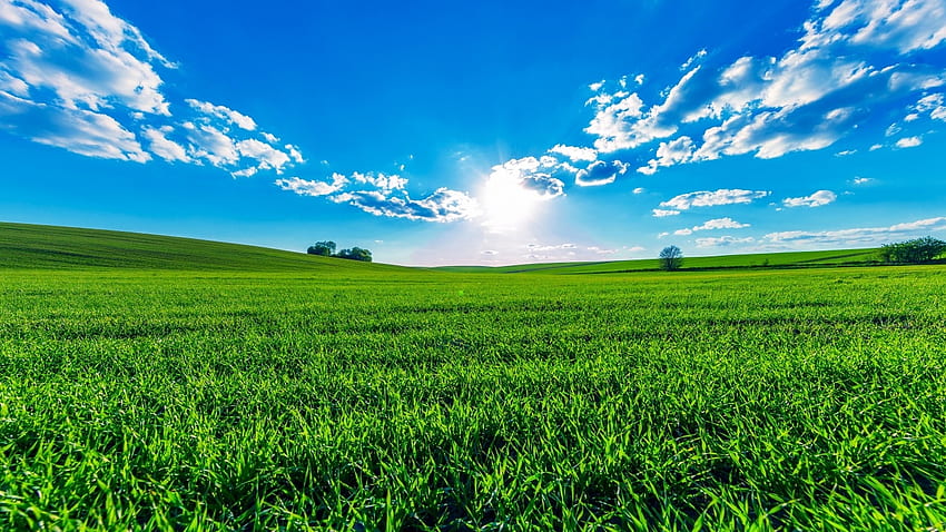 Green Field, Himmel, Natur, Feld, grün HD-Hintergrundbild