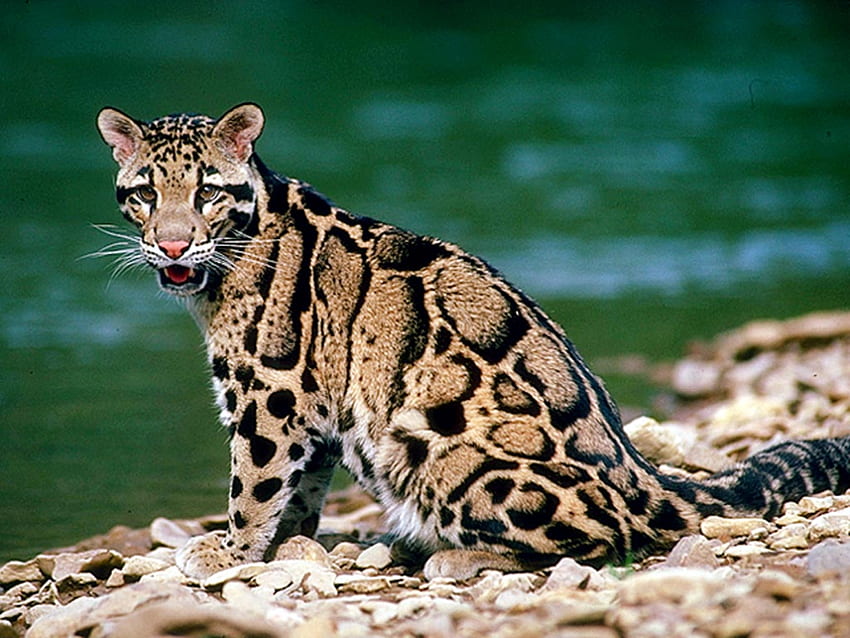 dzikie piękno, dziki kot, woda, ładne Tapeta HD