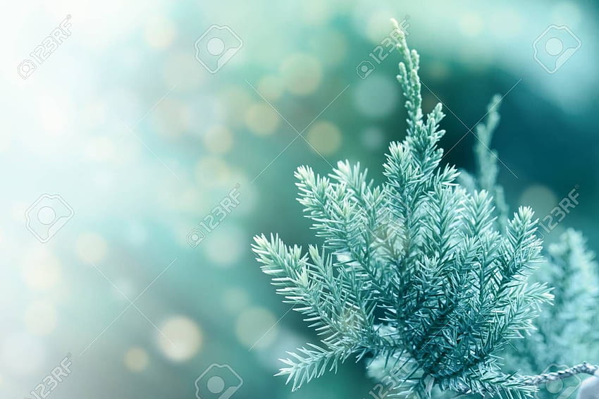 Pine Tree Evergreen Wacholder Hintergrund Weihnachten und Winter [] für Ihr , Handy & Tablet. Entdecken Sie Weihnachtskiefern. Weihnachtskiefern, Winterkiefern HD-Hintergrundbild