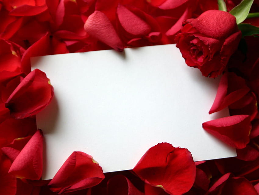Cartoline d'auguri di rose di San Valentino per [] per il tuo, cellulare e tablet. Esplora Rose. Rose, Rose 3D Sfondo HD