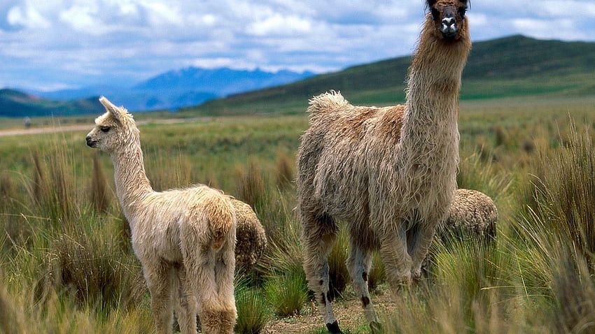 mountains animals llama mammals Animals , Hi Res Animals , High Definition HD wallpaper