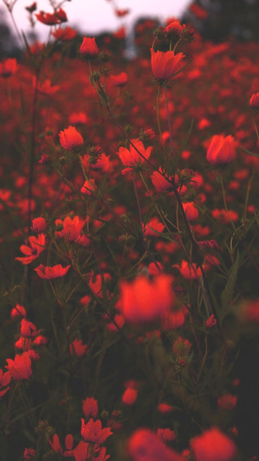 Eleesha on lock screen. Dark red , Flowers graphy , Dark flowers, Burgundy Flower HD phone wallpaper