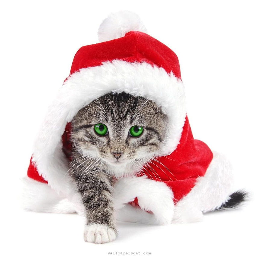 Christmas Pets iPad - Gatti di Natale. Gattino natalizio, animali natalizi, gatti natalizi, gattino natalizio Sfondo del telefono HD