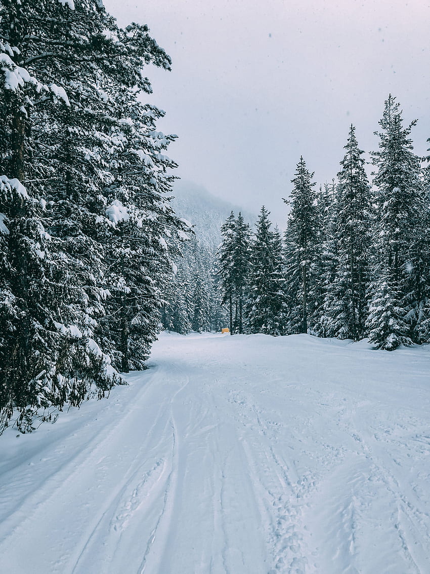 Winter, Natur, Bäume, Schnee, Straße, Wald, Spuren HD-Handy-Hintergrundbild
